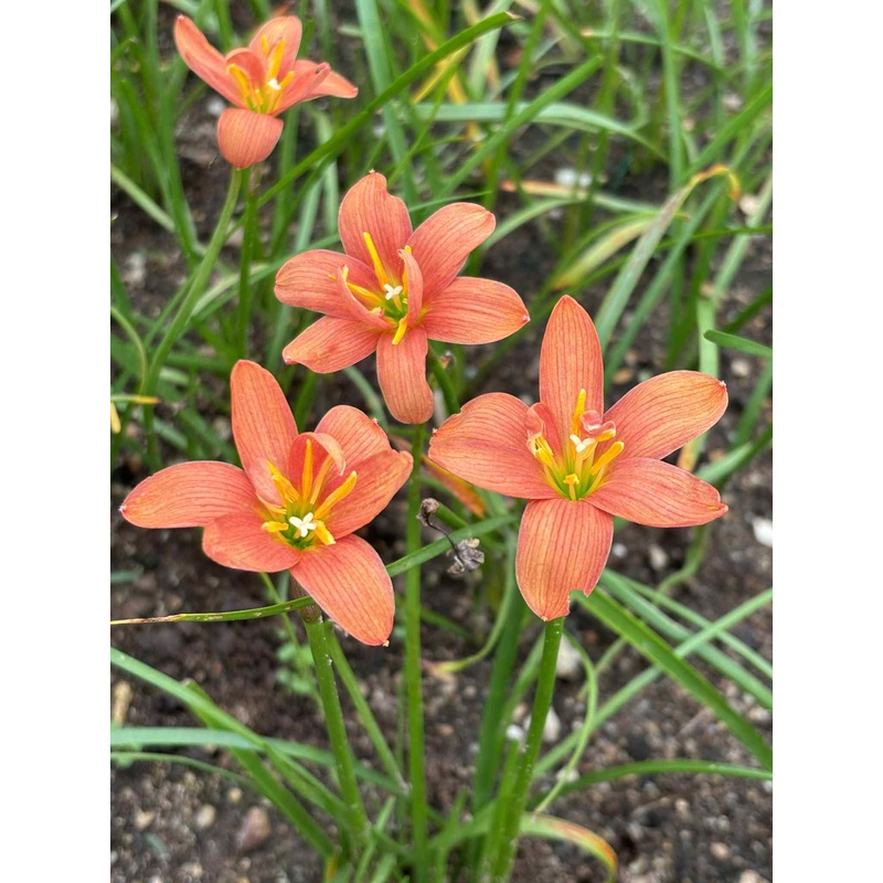 Rain Lily Orange Flame