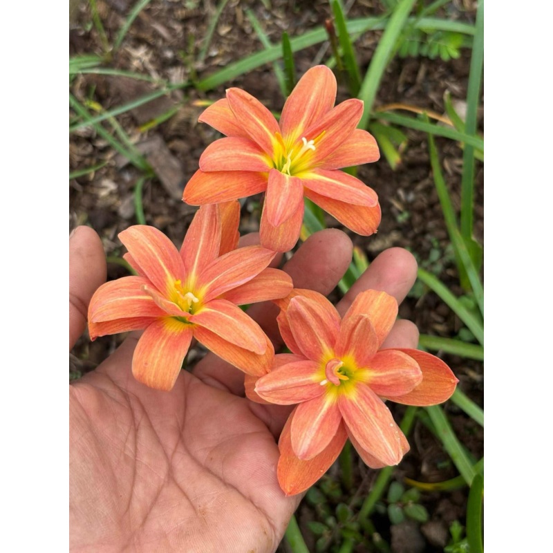 Rain Lily Orange Tart