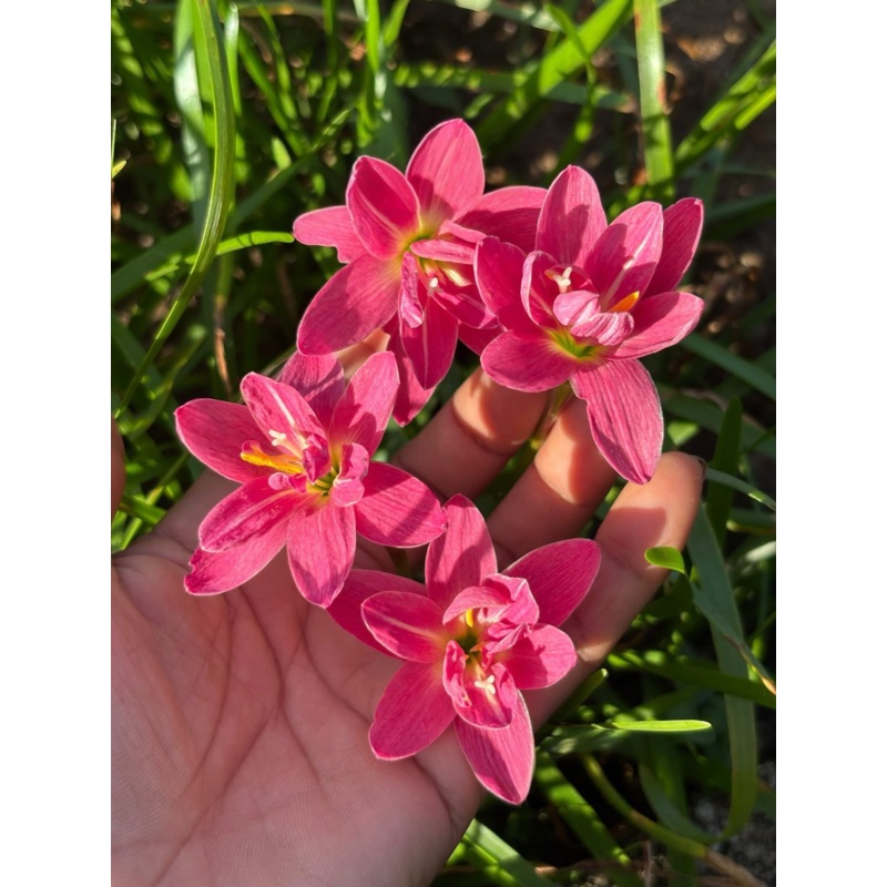 Rain Lily RP 15