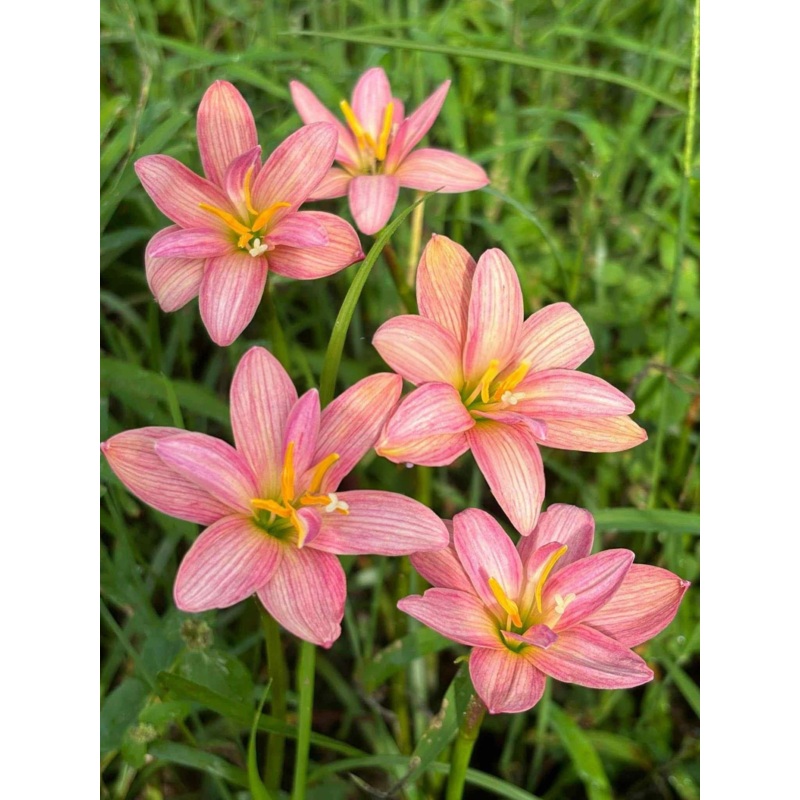 Rain Lily Smoothie Pink