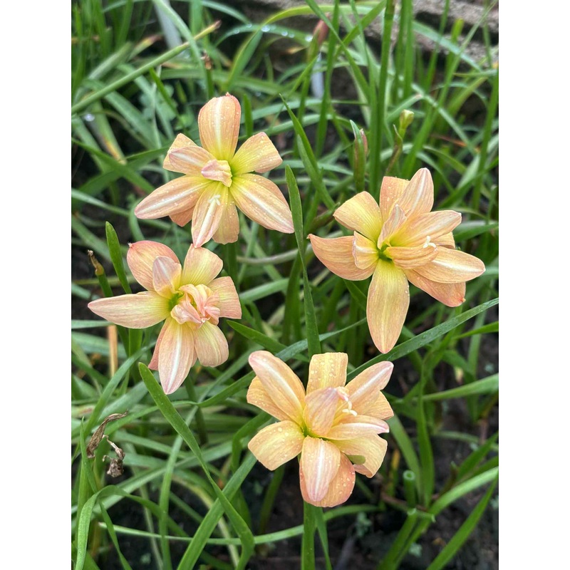 Rain Lily Torsang