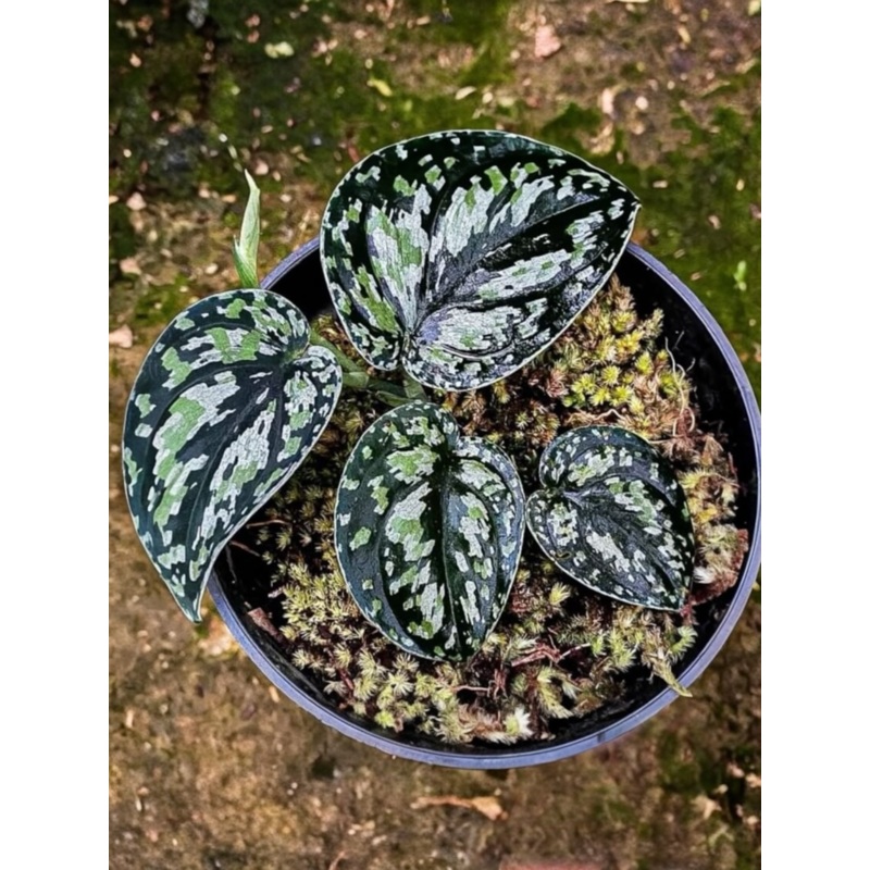 Scindapsus Tricolour