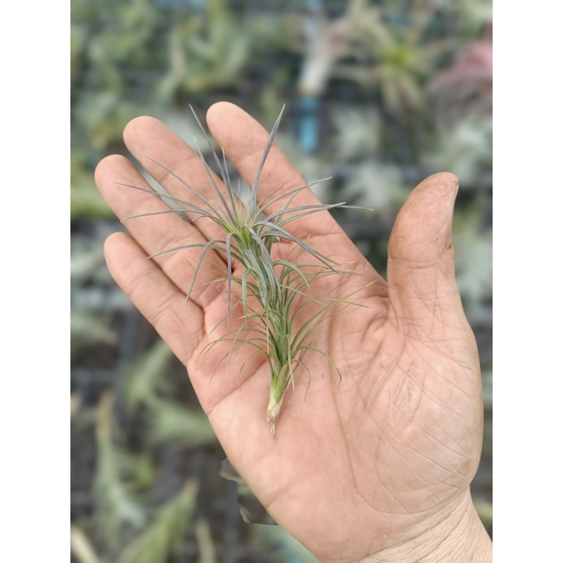 Air Plant Araujei