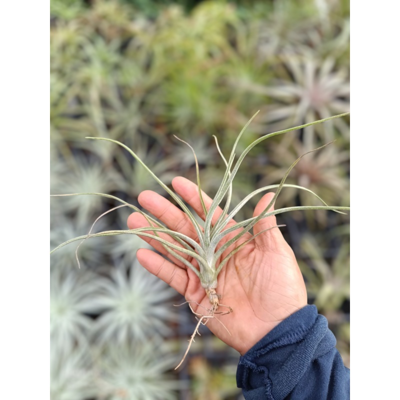 Air Plant Baileyi
