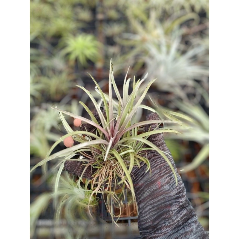 Air Plant Capitata Domingensis