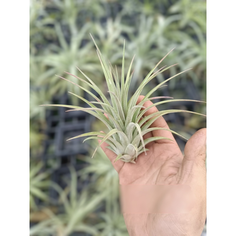 Air Plant Capitata Peach x Ionantha Druid