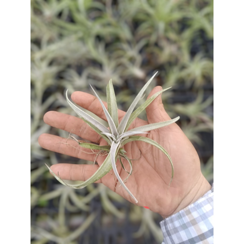 Air Plant Chiapensis
