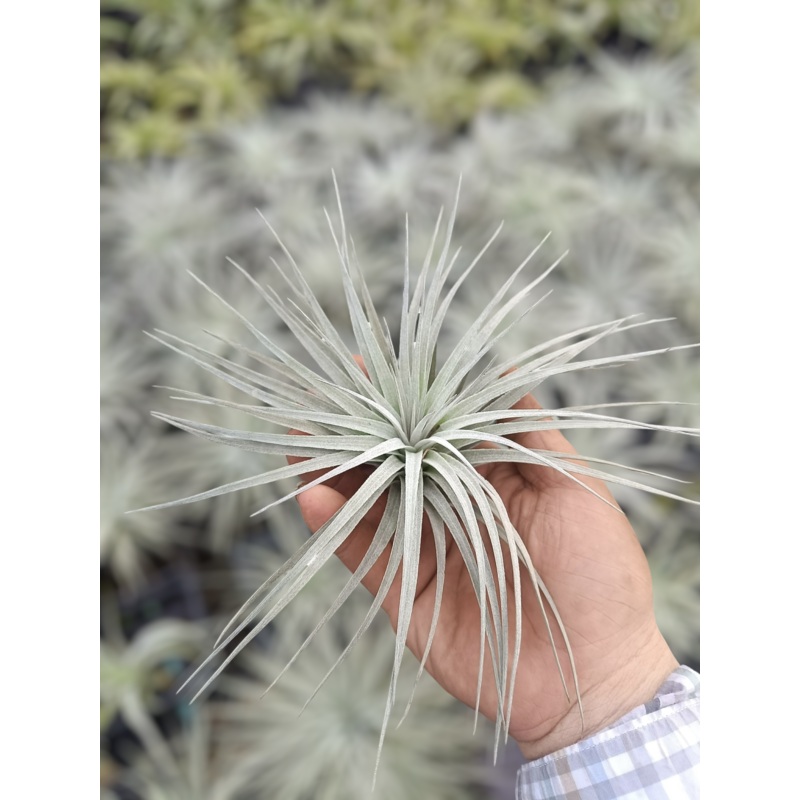 Air Plant Cotton Candy