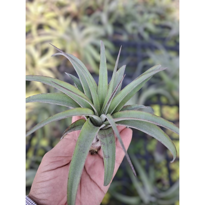 Air Plant Eric Knobloch