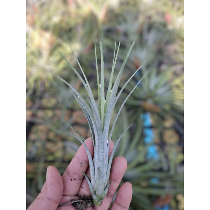 Air Plant Flexuosa x Funckiana