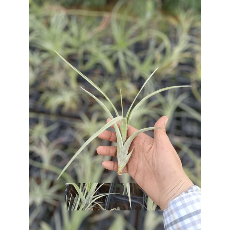 Air Plant Flexuosa x Intermedia