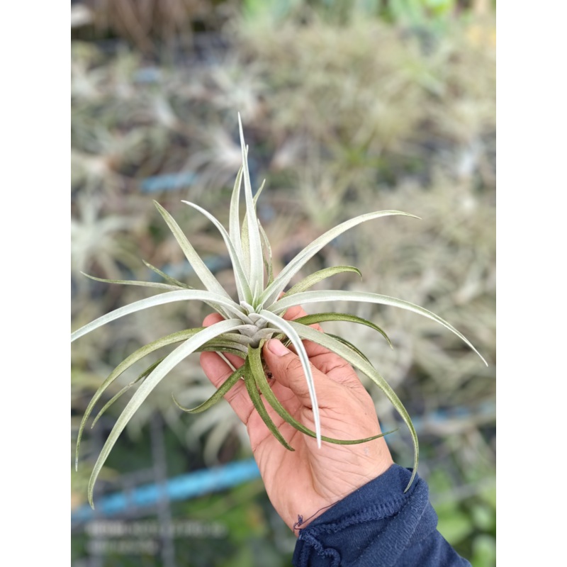 Air Plant Harrisii