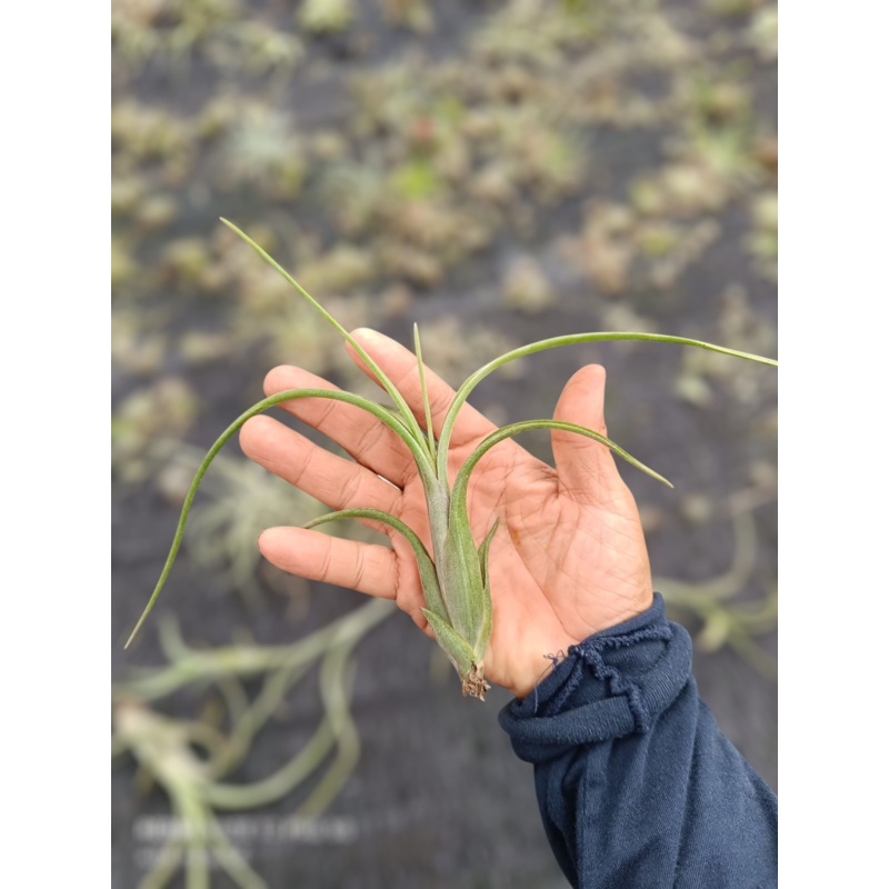 Air Plant Intermedia
