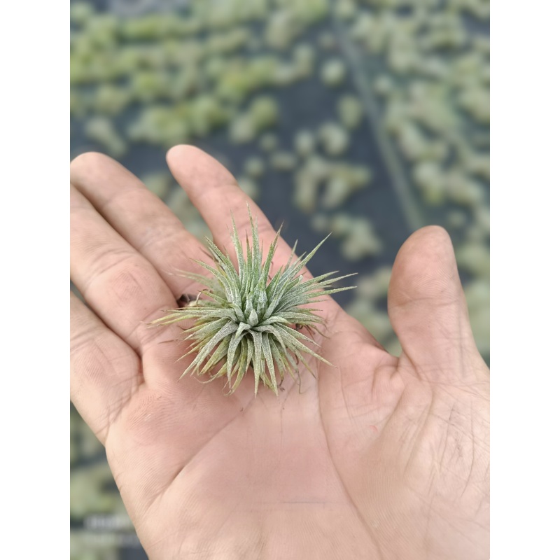Air Plant Ionantha Pleiades