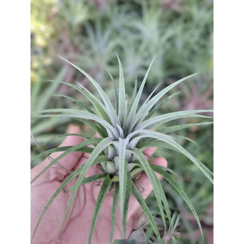 Air Plant Ionantha x Concolor