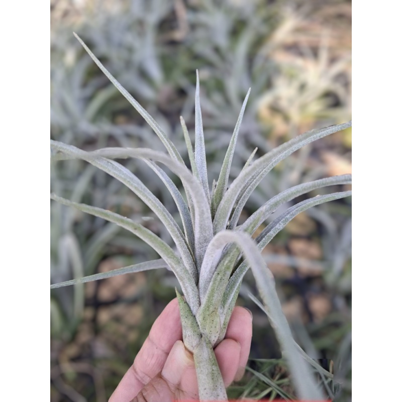 Air Plant Ionantha x Paucifolia