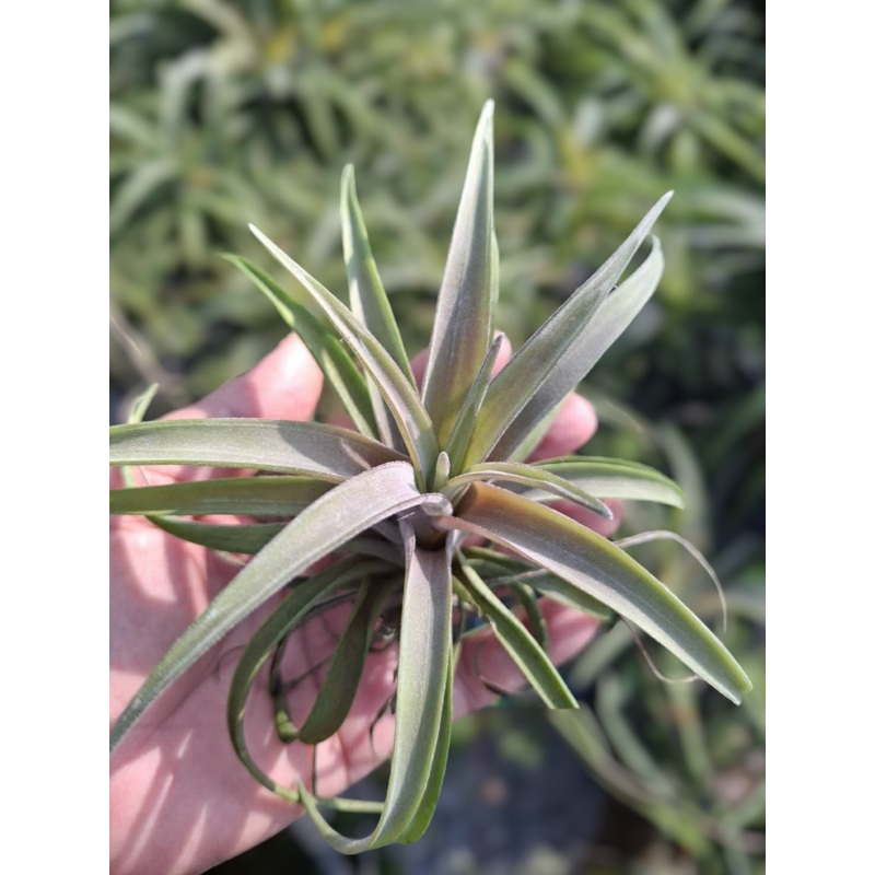 Air Plant Novakii