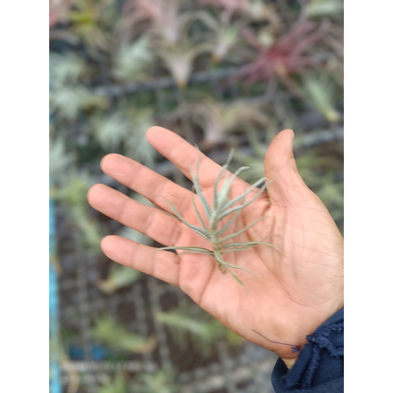 Air Plant Paleacea