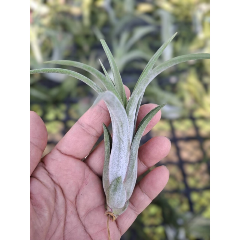 Air Plant Paucifolia Red Hybrid