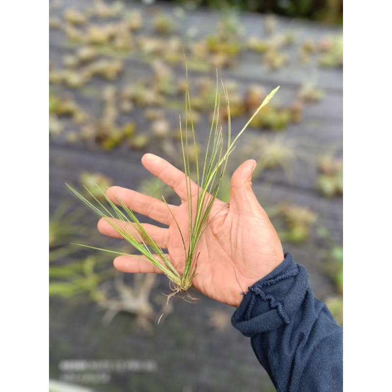 Air Plant Remota