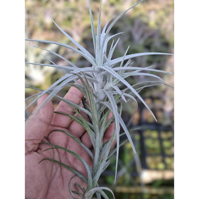 Air Plant Sweet Isabel