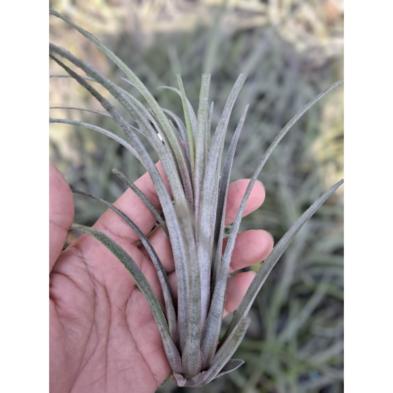 Air Plant Timms Outburst