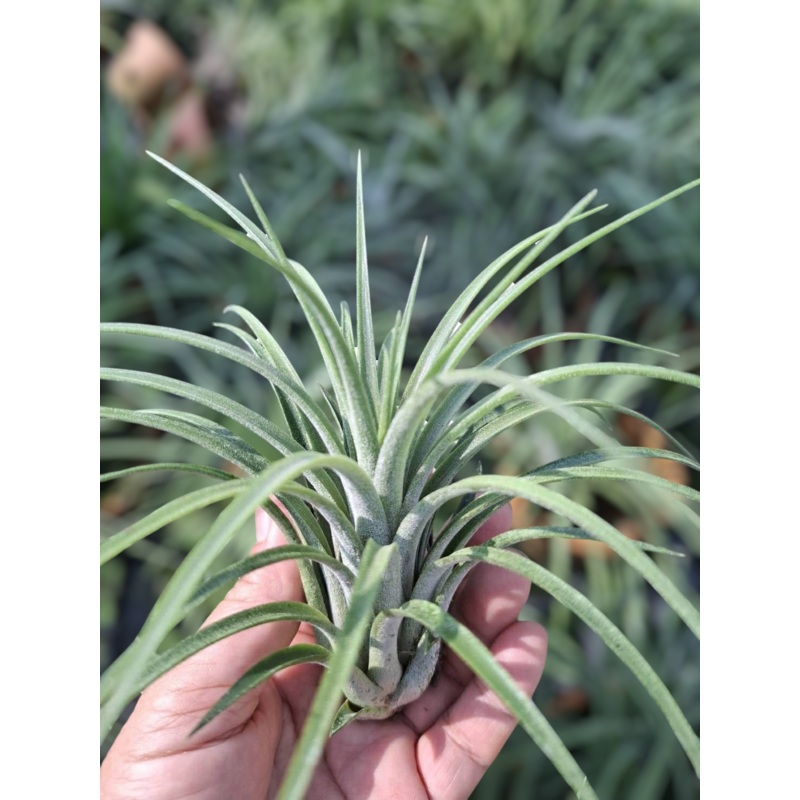 Air Plant Victoria