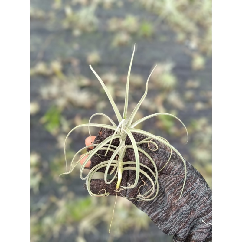 Air Plant Wonga