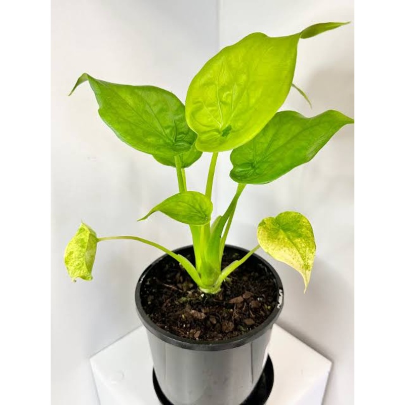 Alocasia Cucullata Golden