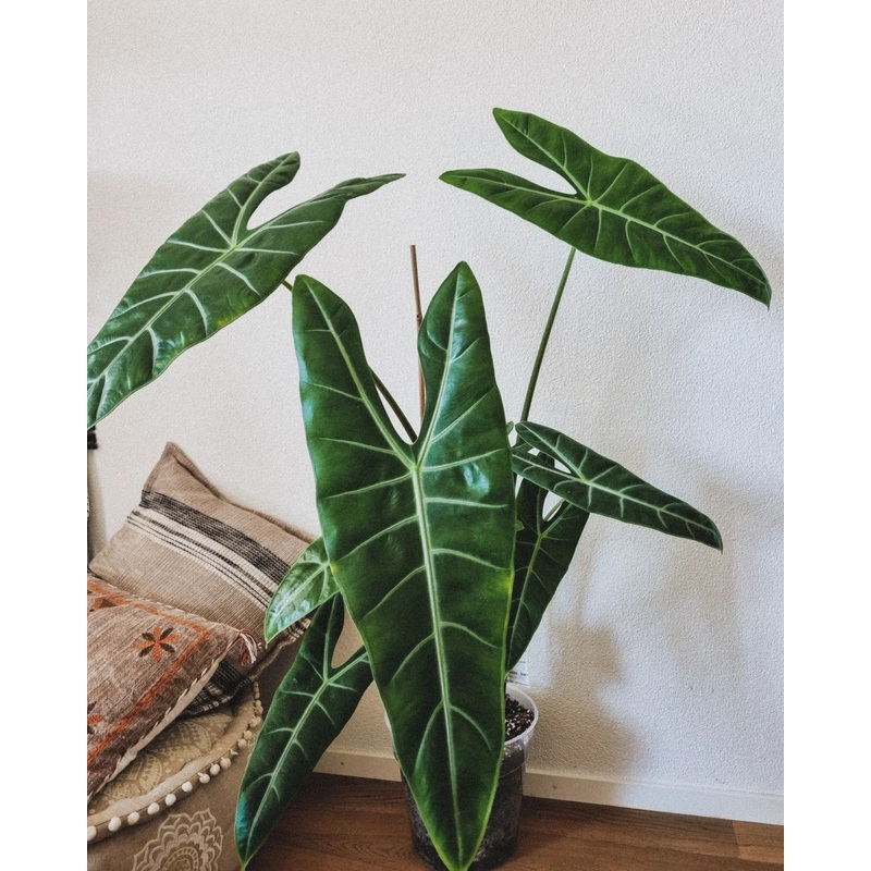 Alocasia Longiloba