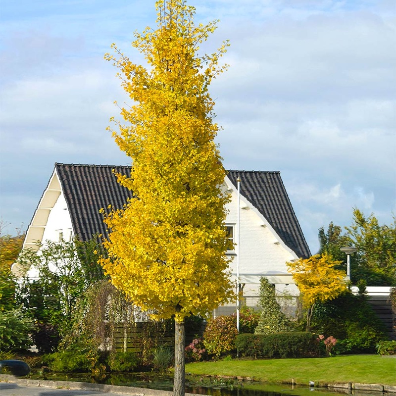 Ginkgo-Princeton Sentry – G15