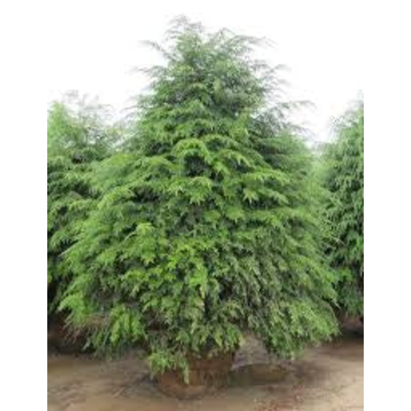 Hemlock – G10