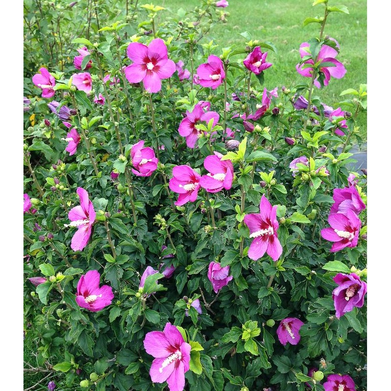 Hibiscus-Lil Kim Red – G2/G3