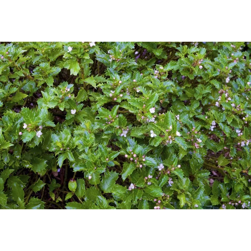 Holly-Emerald Magic – G3