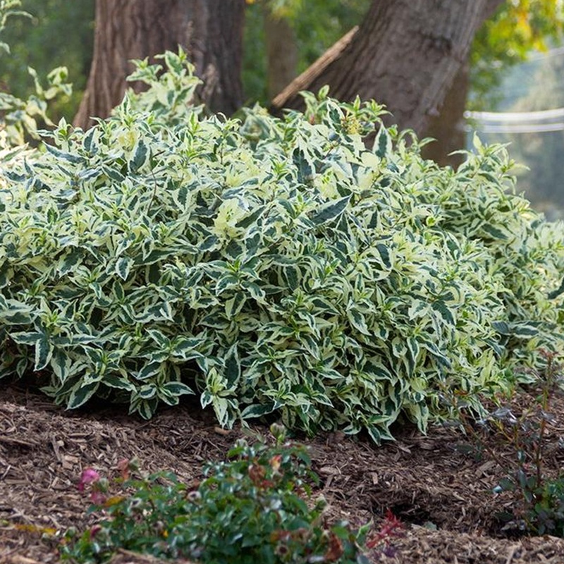 Honeysuckle-Cool Splash – G3