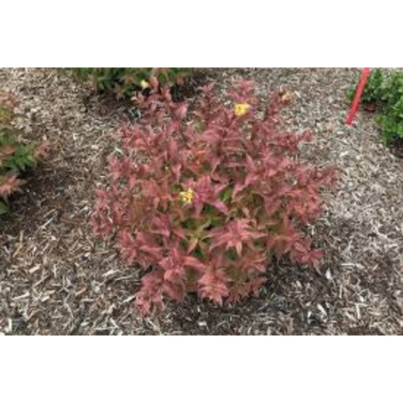 Honeysuckle-Kodiak Red – G3|Mariani|Greenleaf