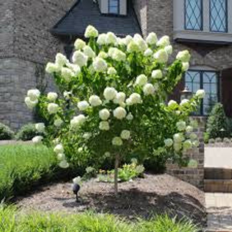 Hyd.-Tree Limelight – G7|Willoway|Mariani