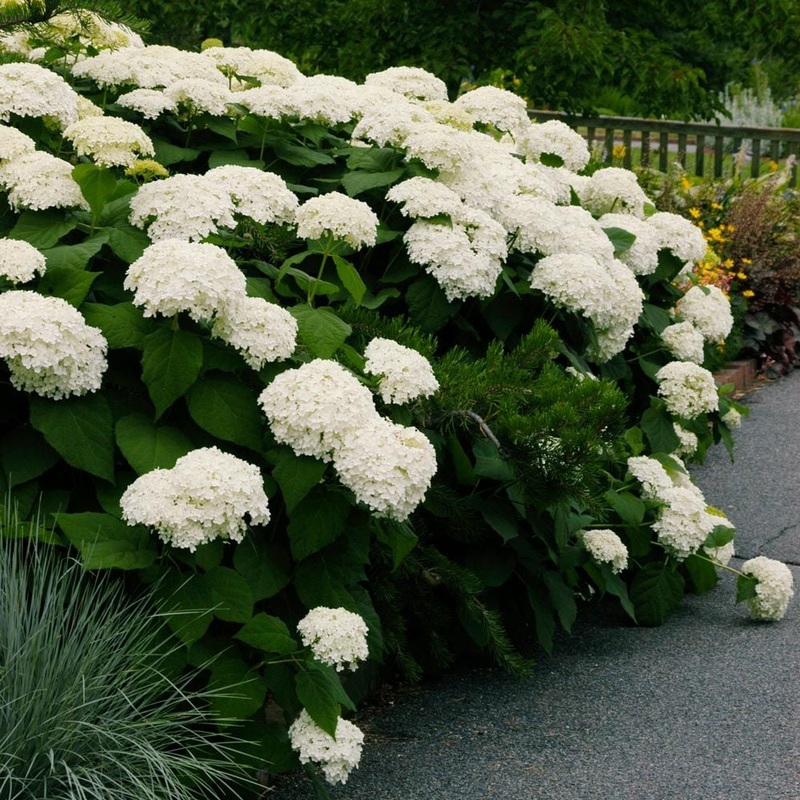 Hydrangea-Annabelle – G3|Mariani|Willoway|Bailey