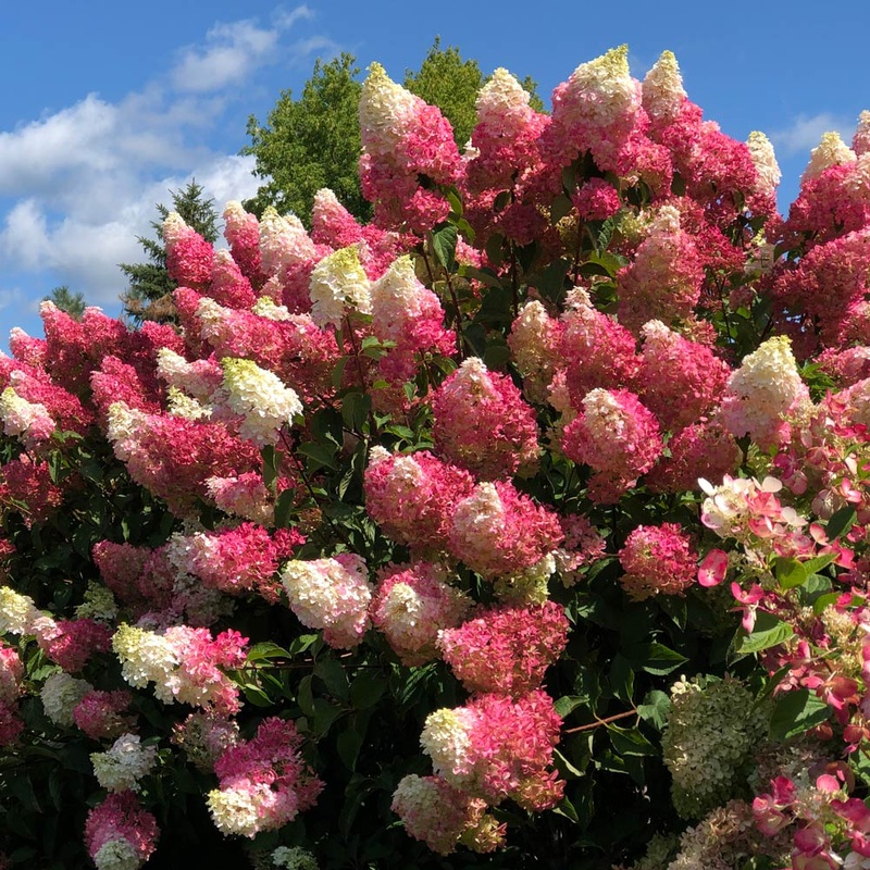 Hydrangea-Berry White – G2/G3|Bailey|Willoway G3