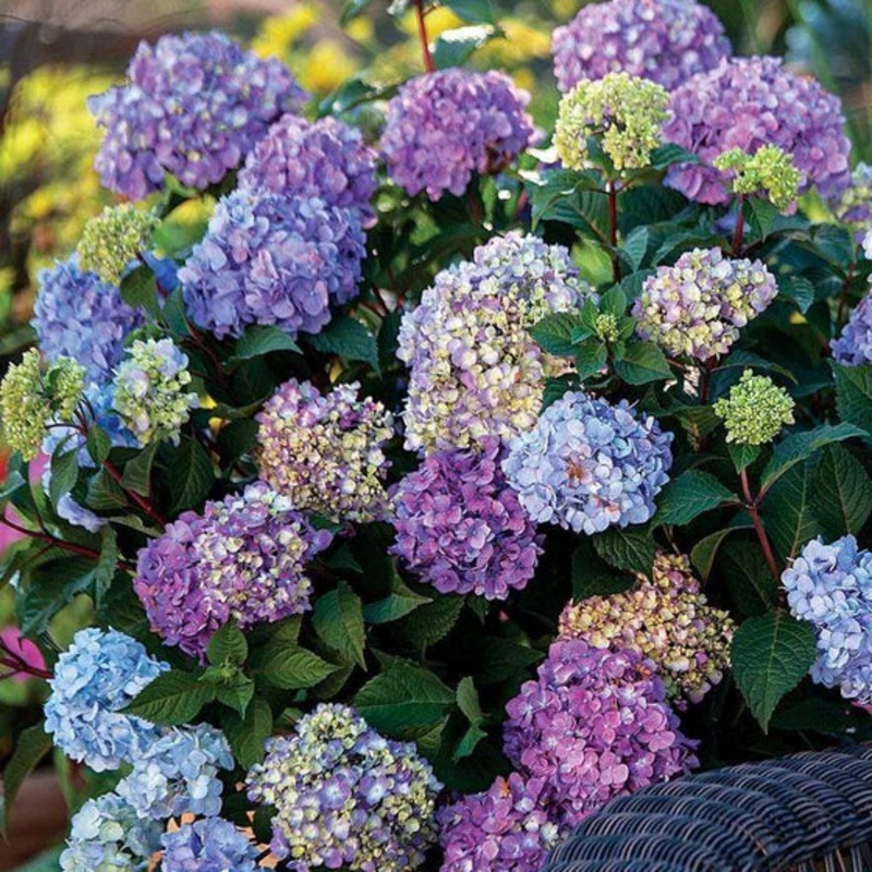 Hydrangea-BloomStruck – G2/G3|Willoway G2|Bailey|Willoway G3