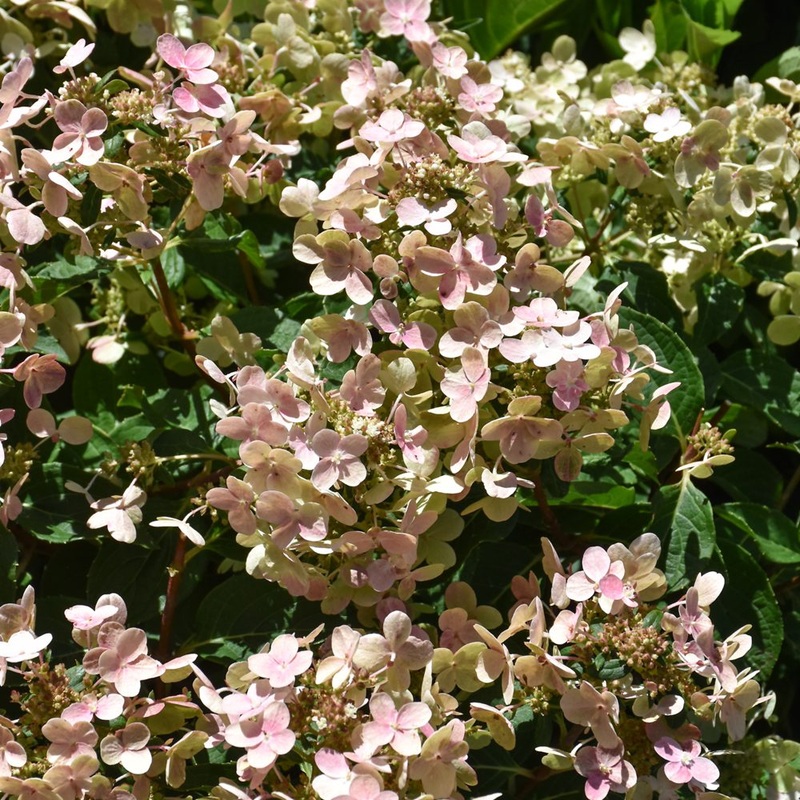 Hydrangea-Early Evolution – G3