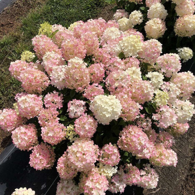 Hydrangea-FireLight Tidbit – G3