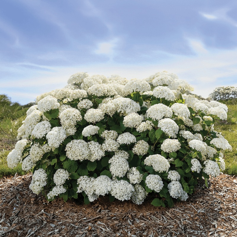 Hydrangea-Flower Full – G2/G3