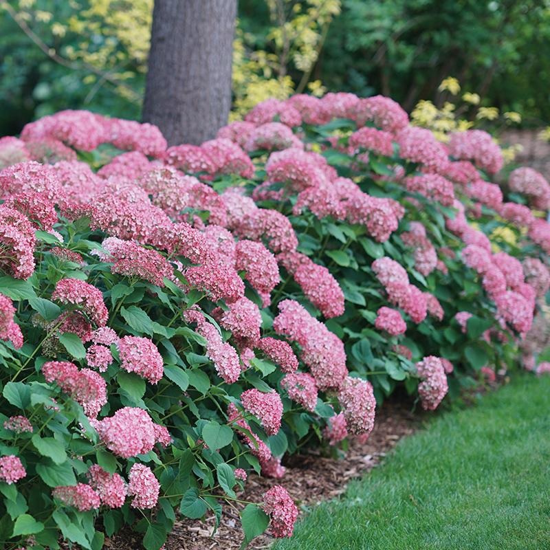 Hydrangea-Invinc Spirit II – G3