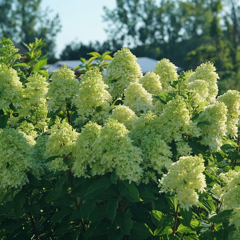 Hydrangea-Limelight – 5′
