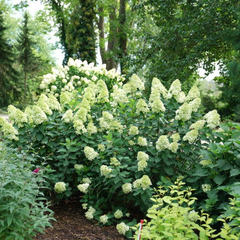 Hydrangea-Limelight Prime – G3