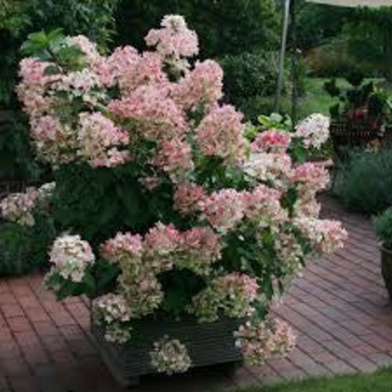 Hydrangea-Little Hottie – G5