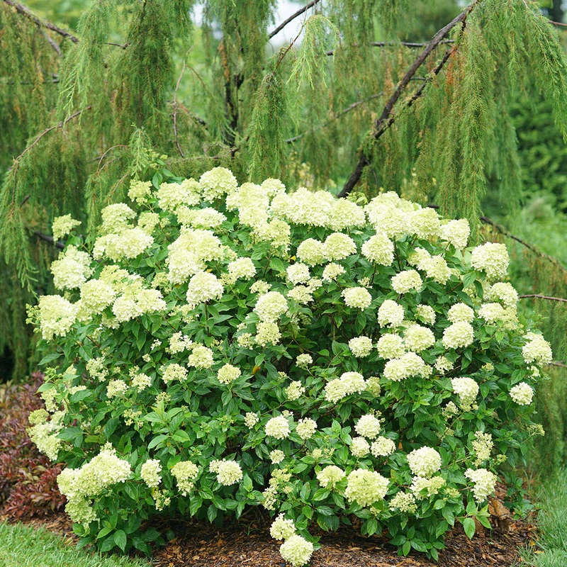 Hydrangea-Little Lime – G2/G3|Bailey|Mariani|Willoway G3
