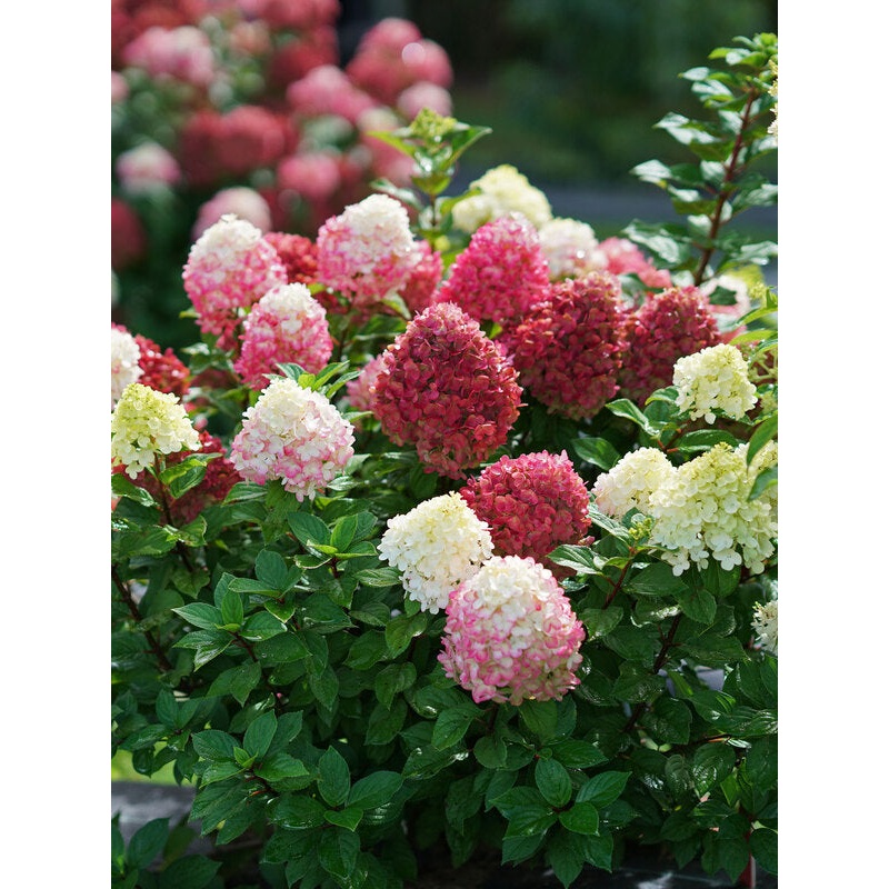 Hydrangea-LittleLime Punch – G3