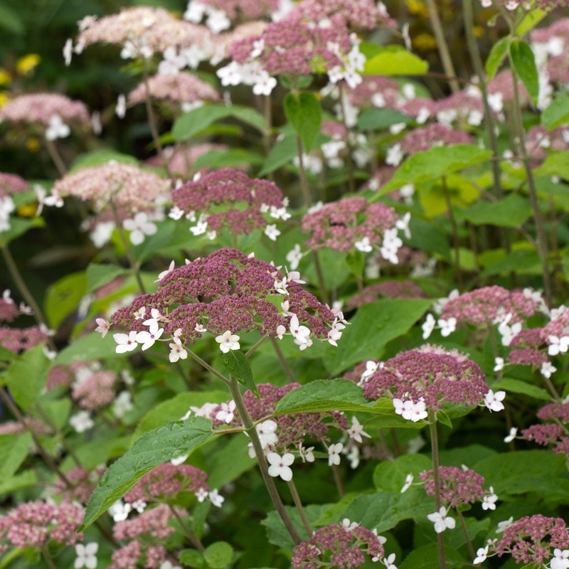 Hydrangea-Pinky Pollen R. – G3